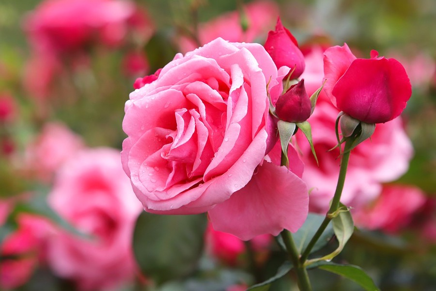 Najlepsze sadzonki róż ogrodowych